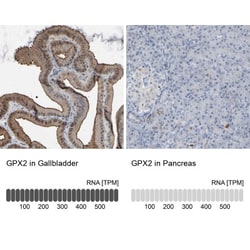 Glutathione Peroxidase 2/GPX2 Antibody, Novus Biologicals 25 &mu;L; Unlabeled:Antibodies,